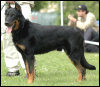 beauceron